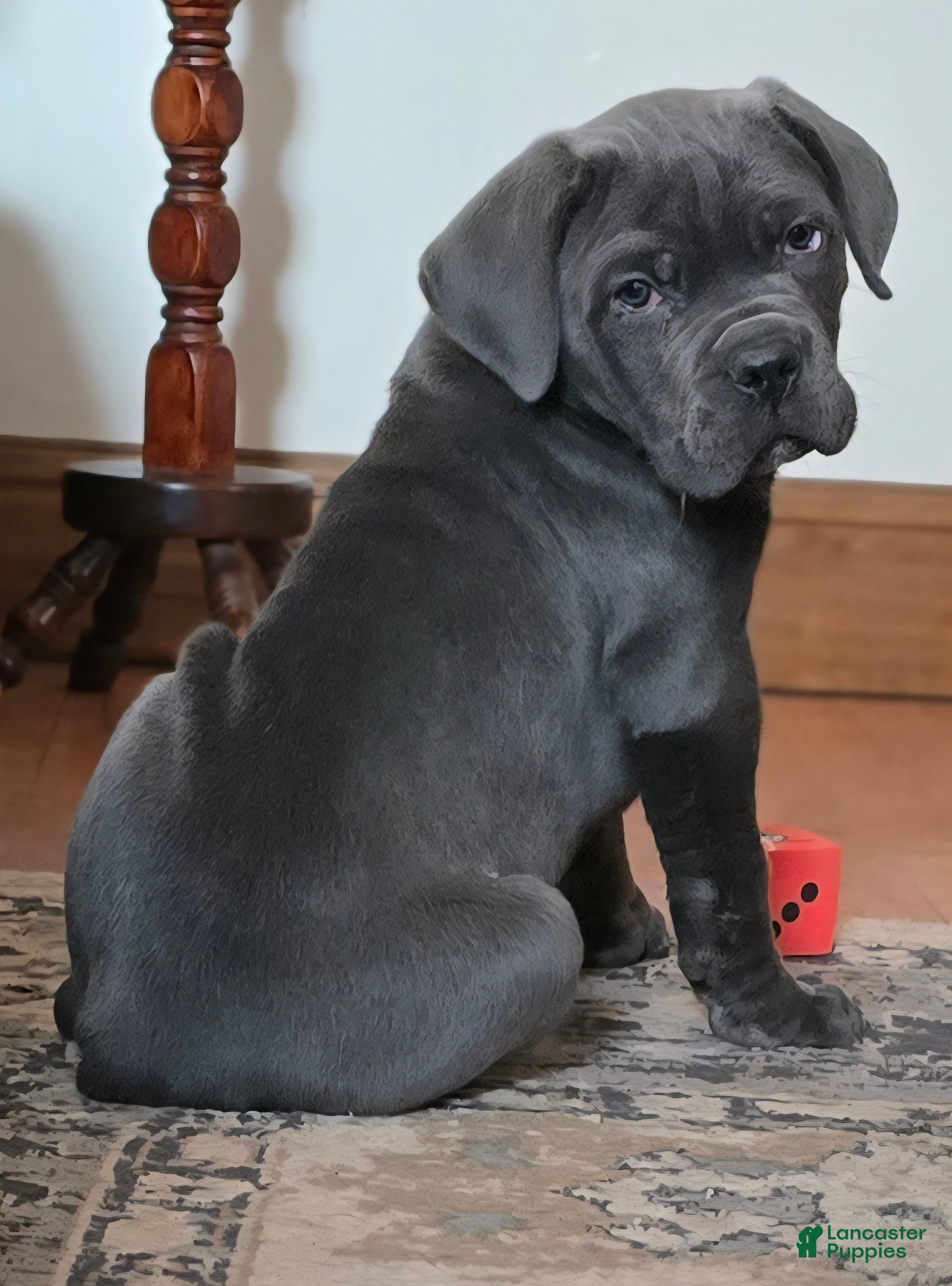 Cane Corso dogs Hercules - Ad 1