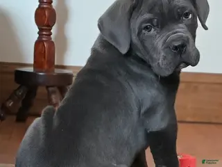 Cane Corso dogs Hercules - Ad 1