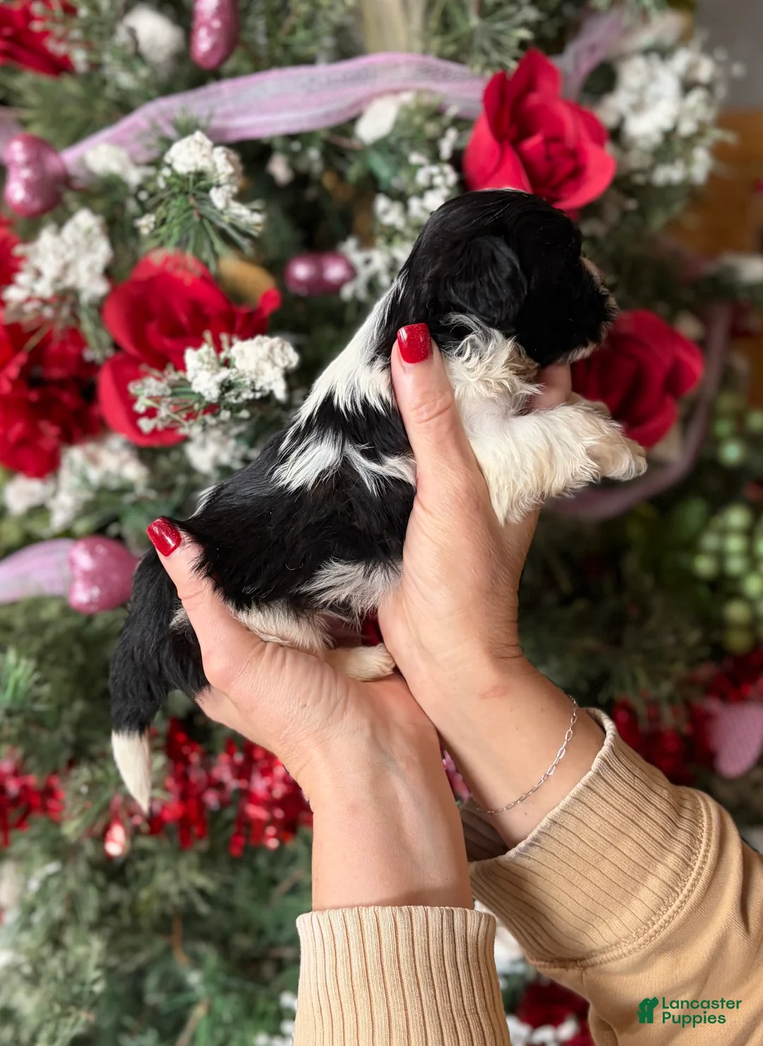 Malshi dogs for sale: Malshi Puppy 1 - Ad 2