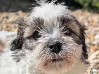 Teddy Bear dogs Spring - Ad 12