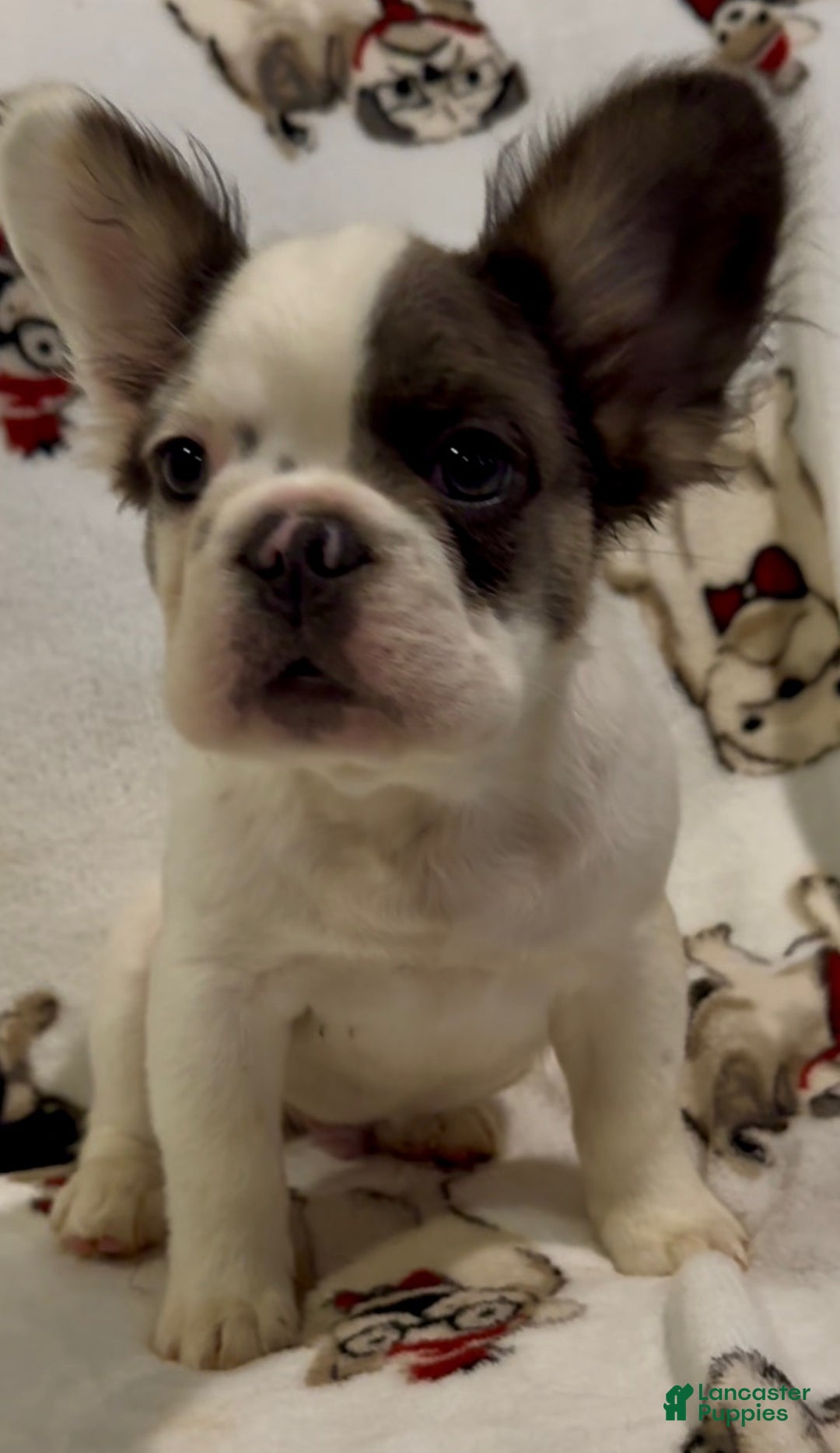French Bulldog dogs for sale: French Bulldog Puppy 1 - Ad 1