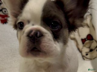 French Bulldog dogs French Bulldog Puppy 1 - Ad 34