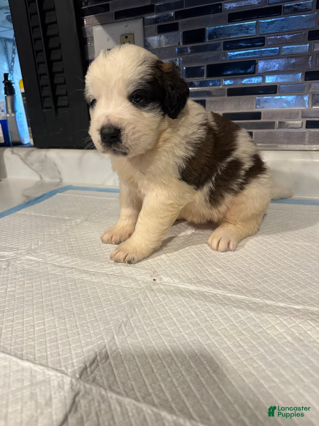 Saint Bernard dogs for sale: Puppy 3 - Ad 2