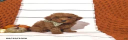 Mini Goldendoodle dogs for sale: Remi - Ad 5