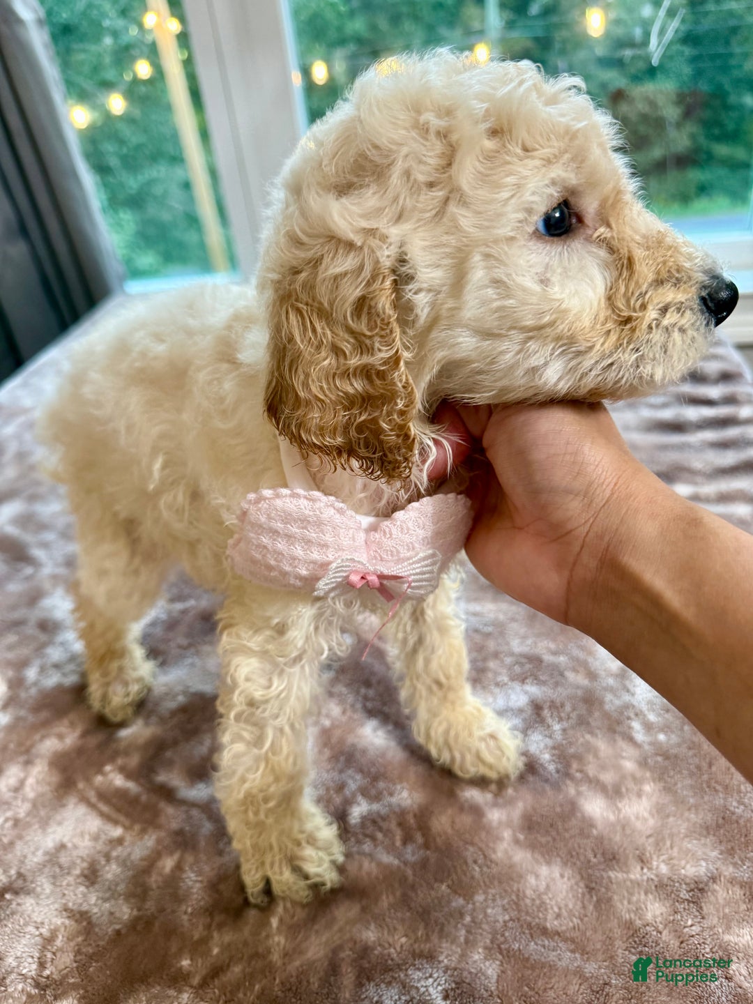 Standard Poodle dogs for sale: Standard Poodle Puppy 6 - Ad 5