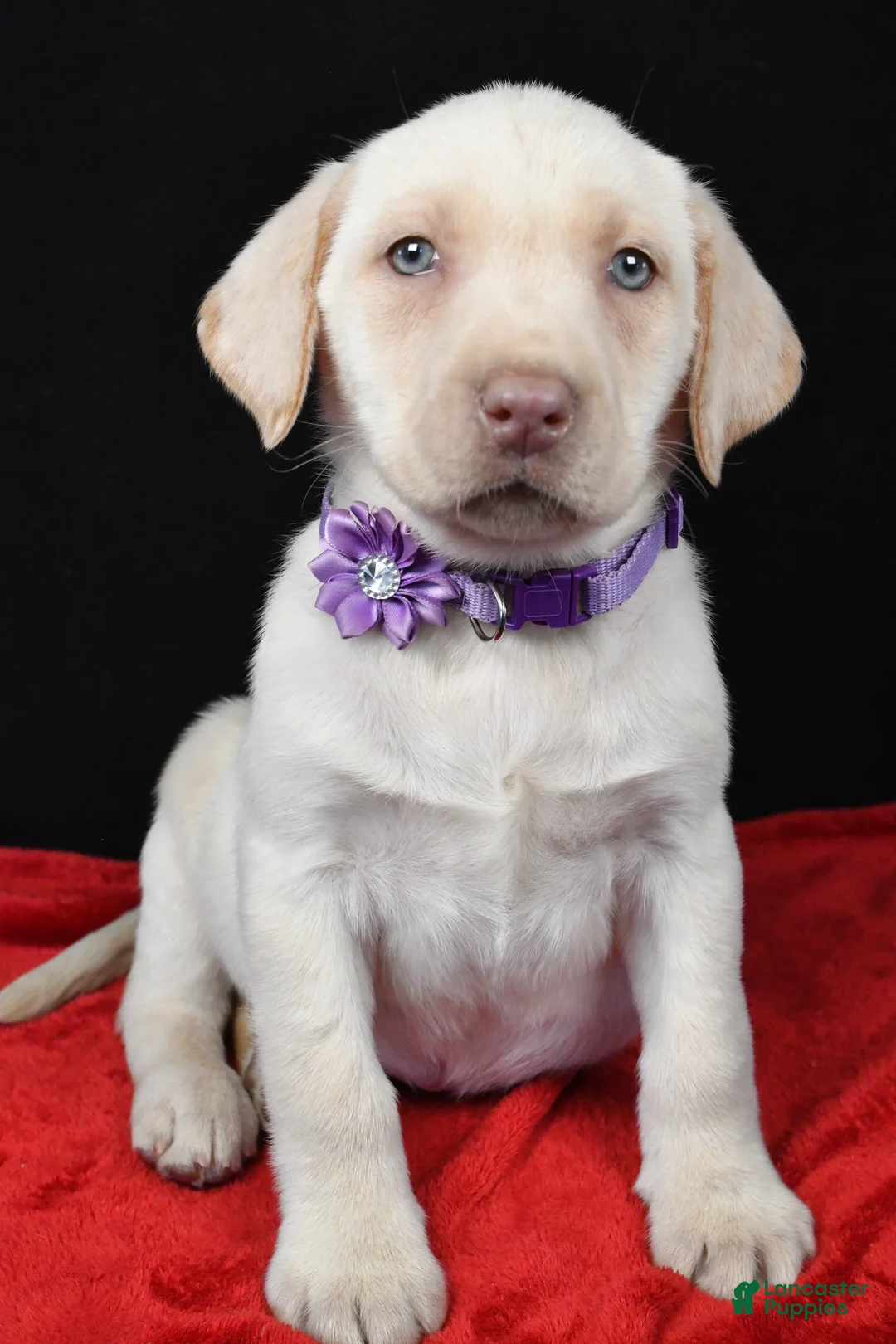 Labrador Retriever dogs for sale: Rita - Ad 7