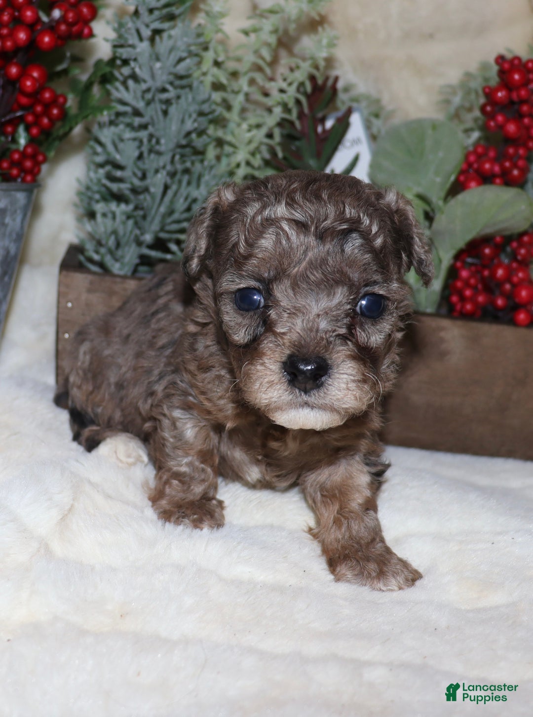 Toy Poodle dogs for sale: Marla- blue merle - Ad 10