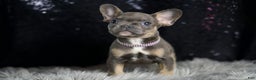 French Bulldog dogs for sale: Roody - Ad 4