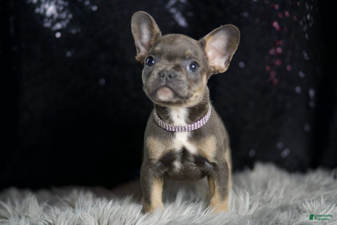 French Bulldog dogs for sale: Roody - Ad 4