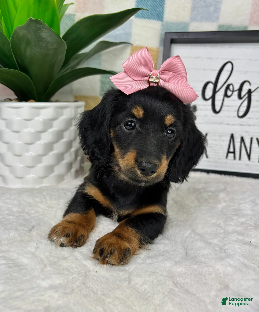 Miniature Dachshund dogs for sale: Daphne - Ad 7