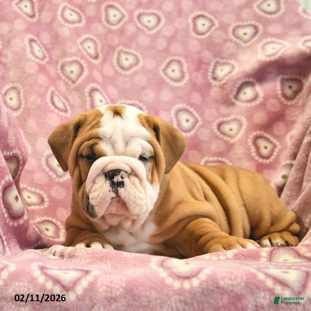 English Bulldog dogs for sale: Zara  - Ad 5