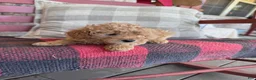 Mixed Breed dogs for sale: Tabby - Ad 3