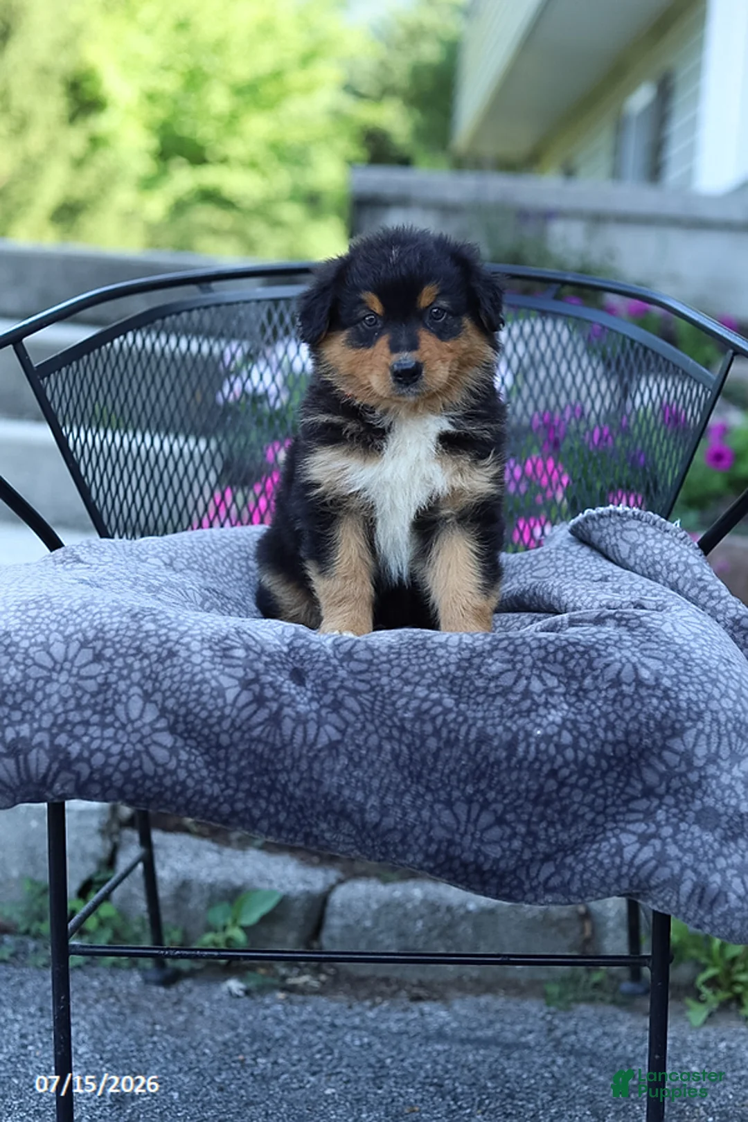 Australian Shepherd dogs for sale: Rascal - Ad 1