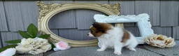 Papillon dogs for sale: Wren - Ad 4