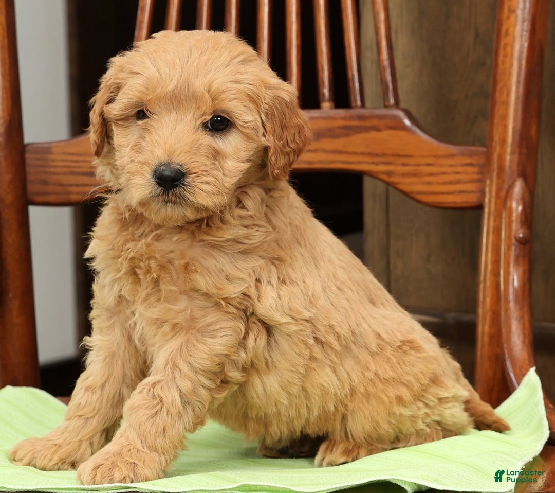 Mini Goldendoodle dogs for sale: Penelope - Ad 8