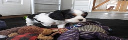 Cavalier King Charles Spaniel dogs for sale: Cavalier King Charles Spaniel Puppy 2 - Ad 3