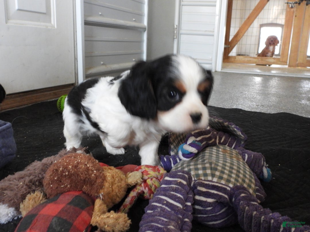 Cavalier King Charles Spaniel dogs for sale: Cavalier King Charles Spaniel Puppy 2 - Ad 3