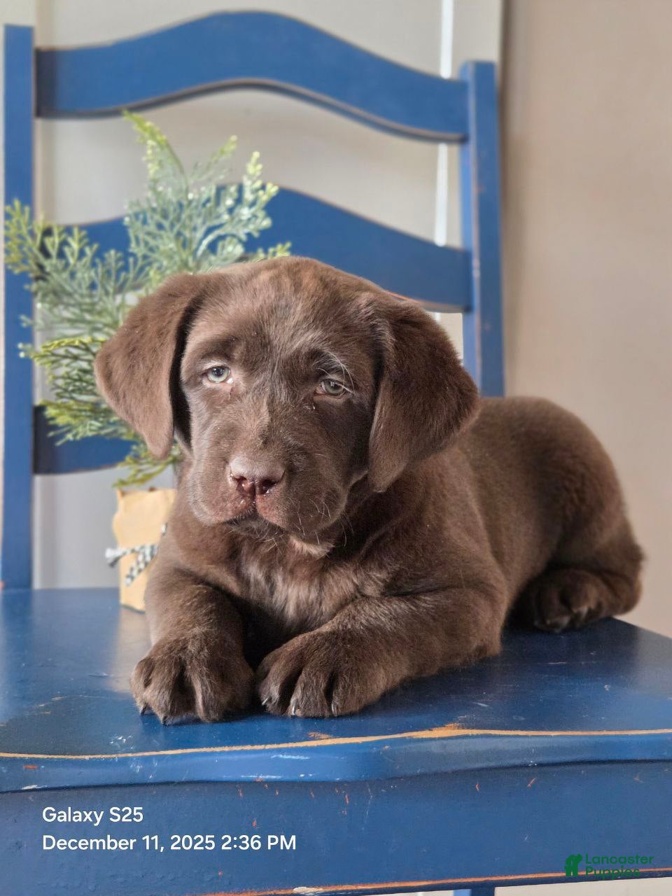 Labrador Retriever dogs Bella  - Ad 25