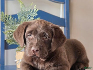 Labrador Retriever dogs Bella - Ad 20