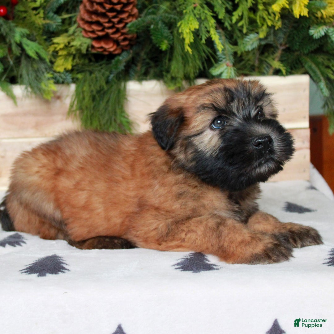Soft Coated Wheaten Terrier dogs for sale: Windsor  - Ad 2