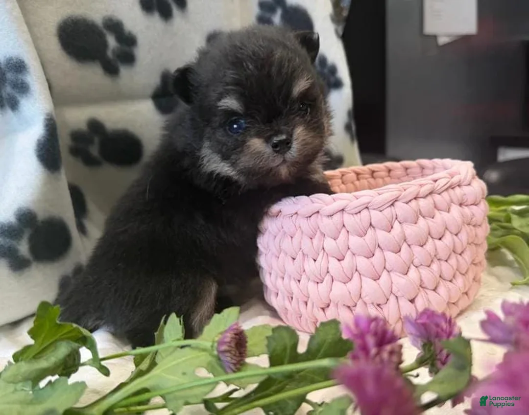 Pomeranian dogs for sale: Kenny - Ad 32