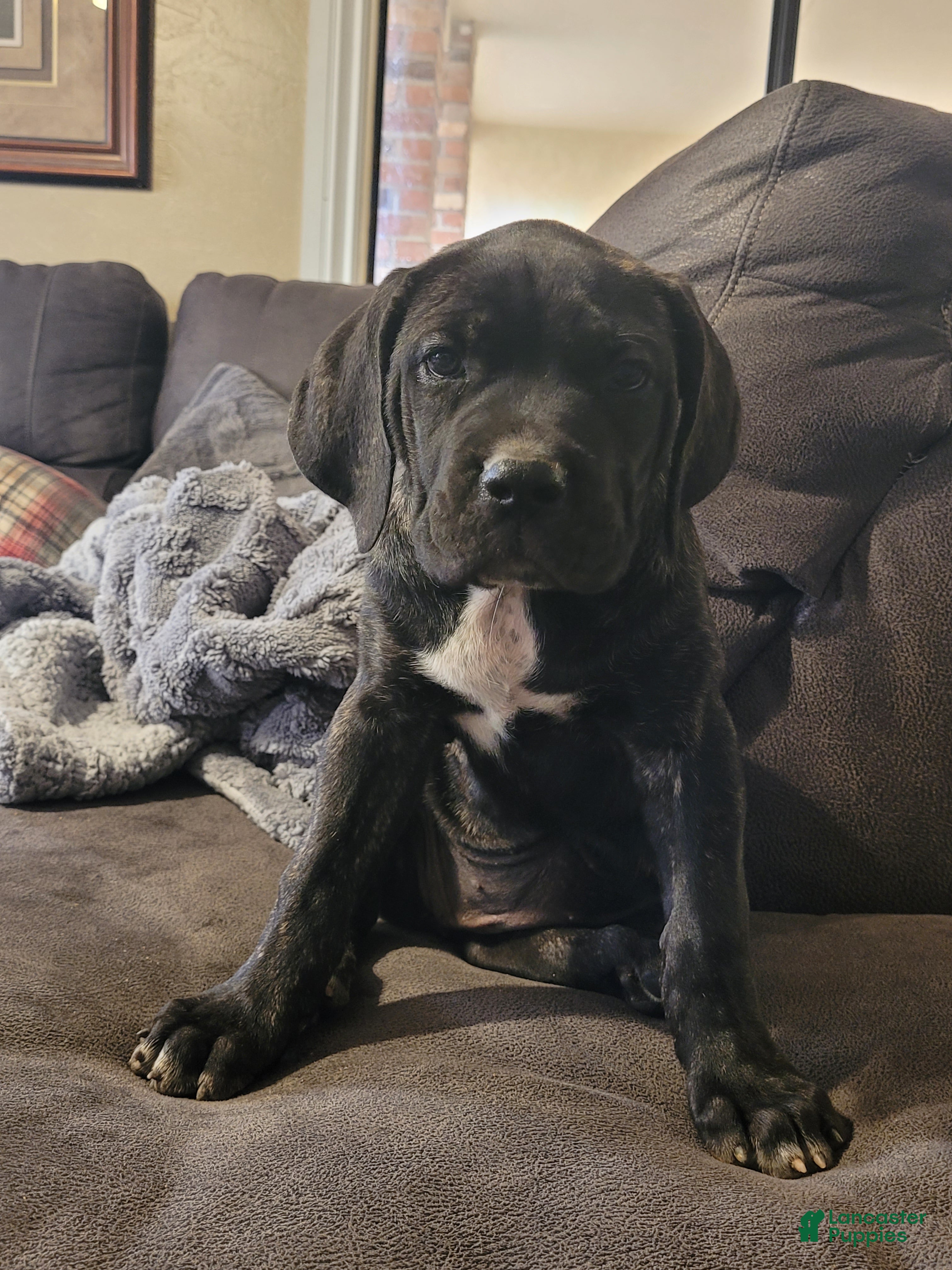 Cane Corso dogs Trinity  - Ad 1