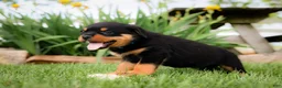 Rottweiler dogs for sale: Usher - Ad 3