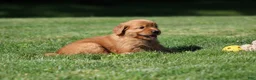 Golden Retriever dogs for sale: Winnie - Ad 6