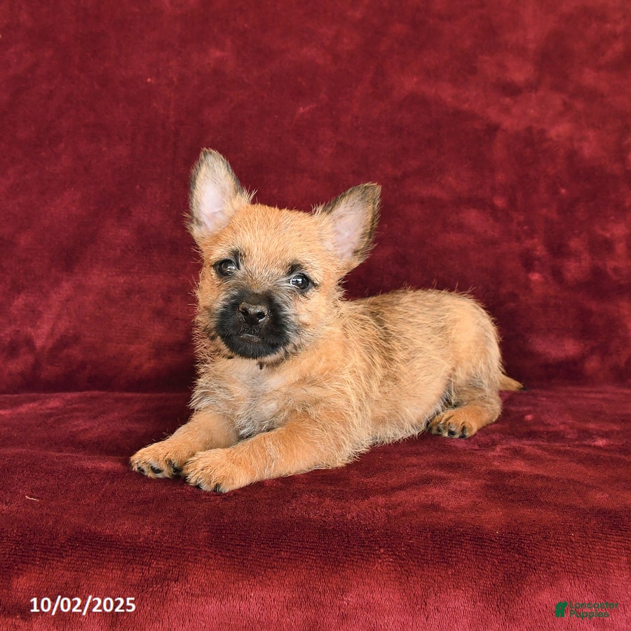 Cairn Terrier dogs Scooter - Ad 7