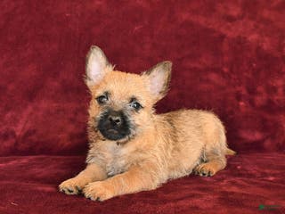 Cairn Terrier dogs Scooter - Ad 5