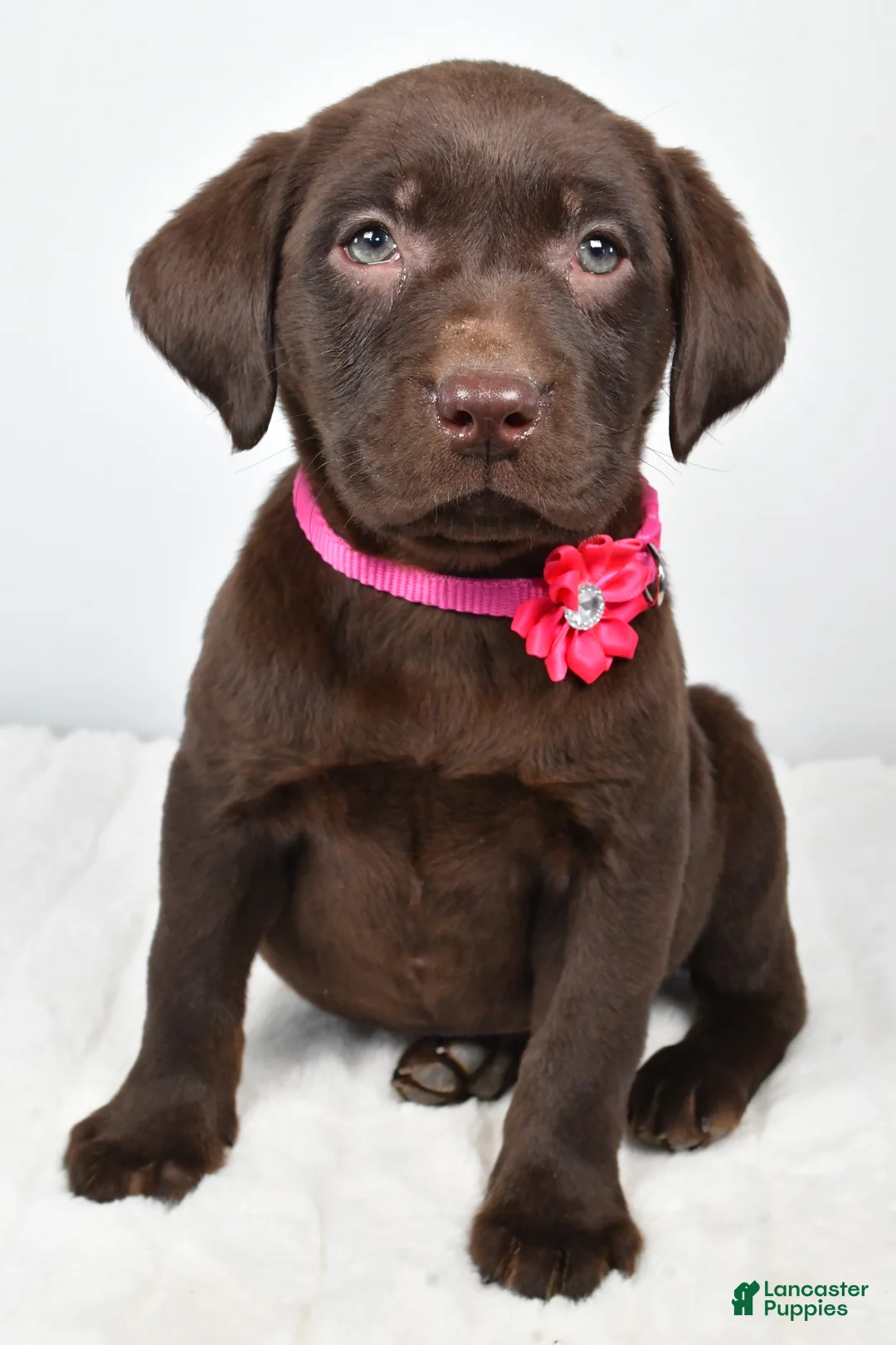 Labrador Retriever dogs for sale: Myra - Ad 7