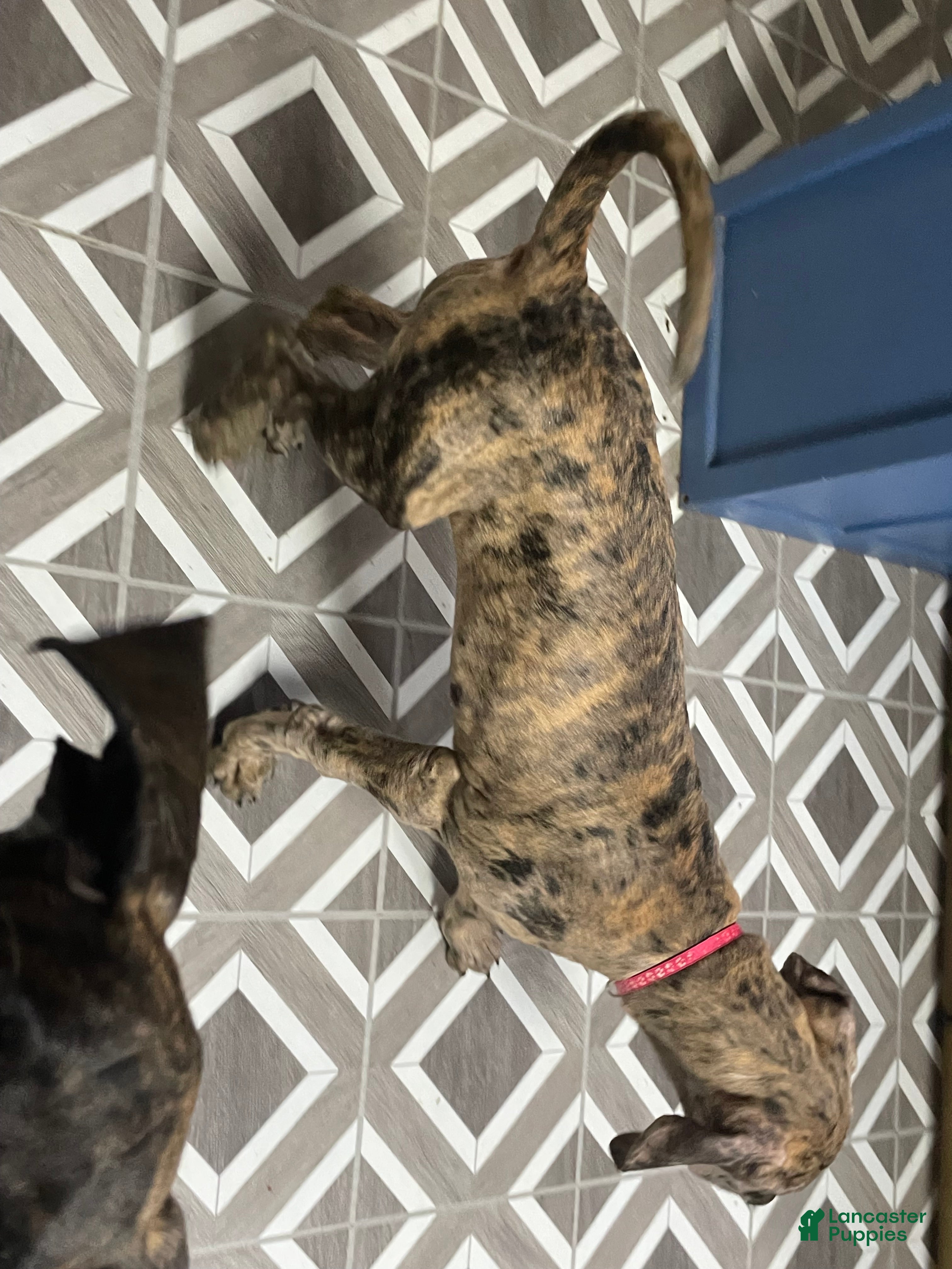 Great Dane dogs Freya  - Ad 2