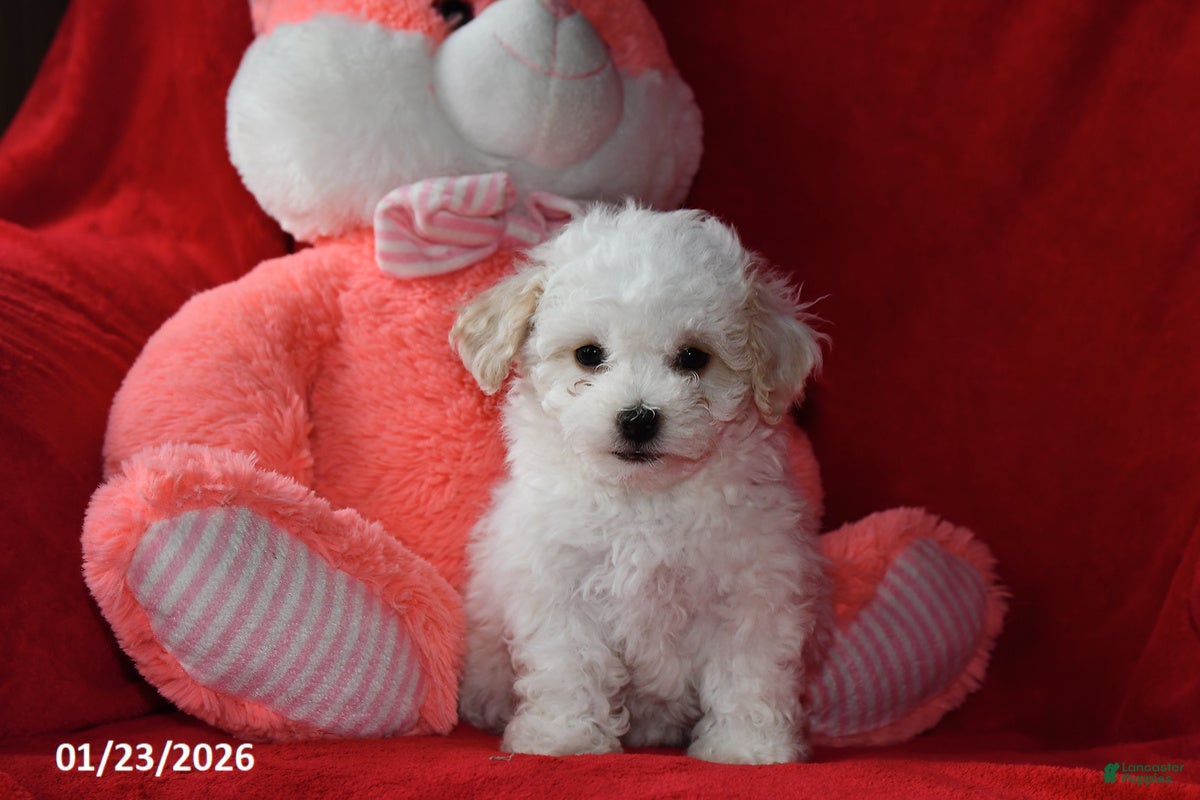 Bichpoo dogs Joy - Ad 21