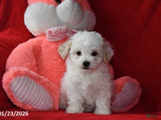 Bichpoo dogs Joy - Ad 21