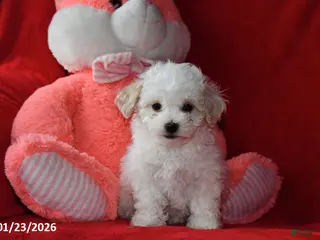 Bichpoo dogs Joy - Ad 29