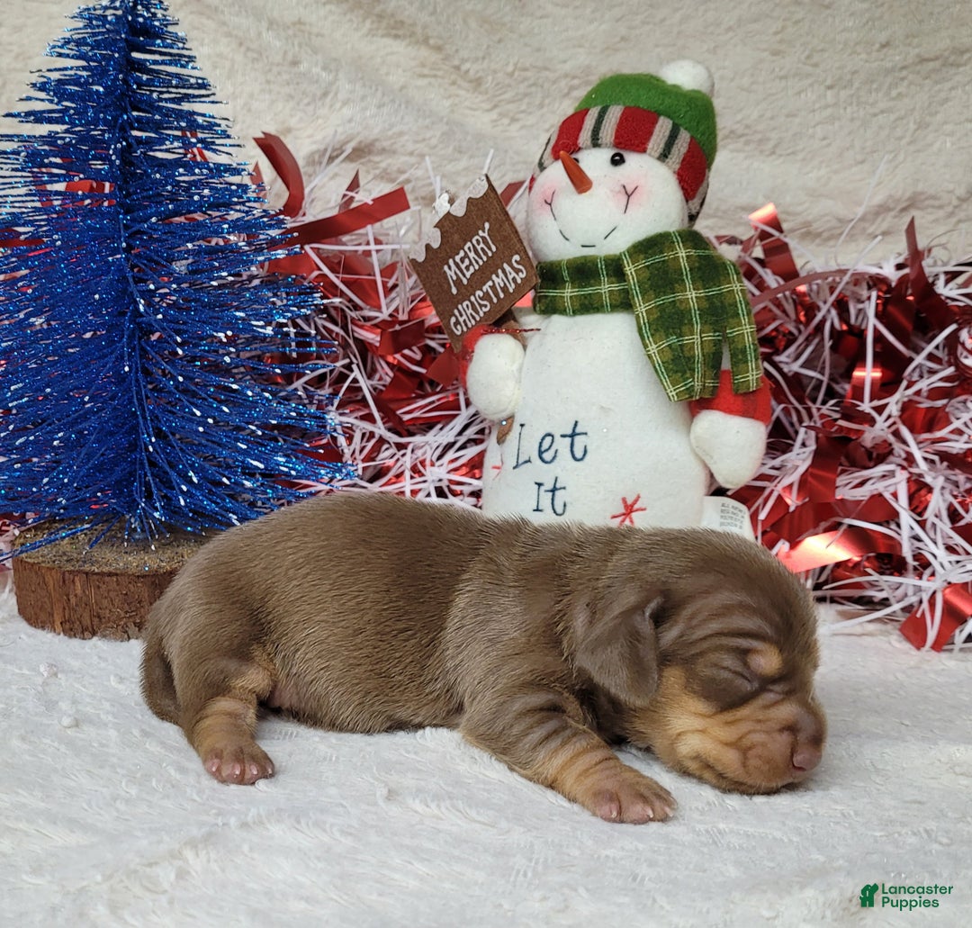 Miniature Dachshund dogs for sale: AKC Blade - Ad 7