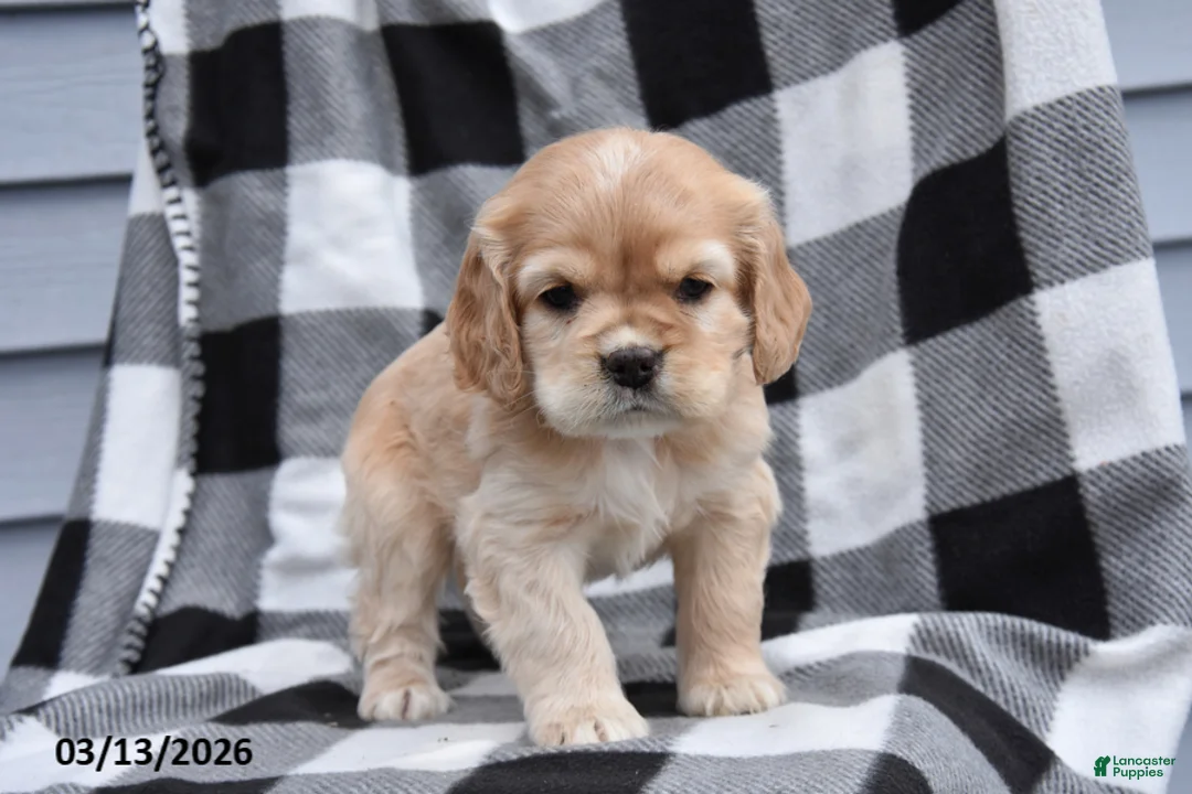 Cocker Spaniel dogs for sale: Kenzie - Ad 1