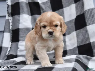 Cocker Spaniel dogs for sale: Kenzie - Ad 3