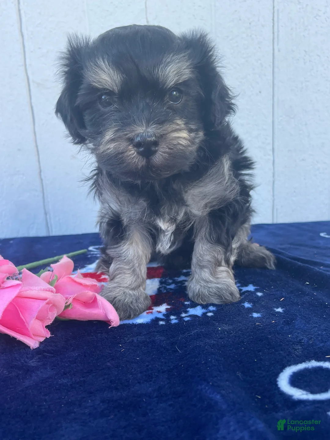 Havanese dogs for sale: Louie - Ad 4