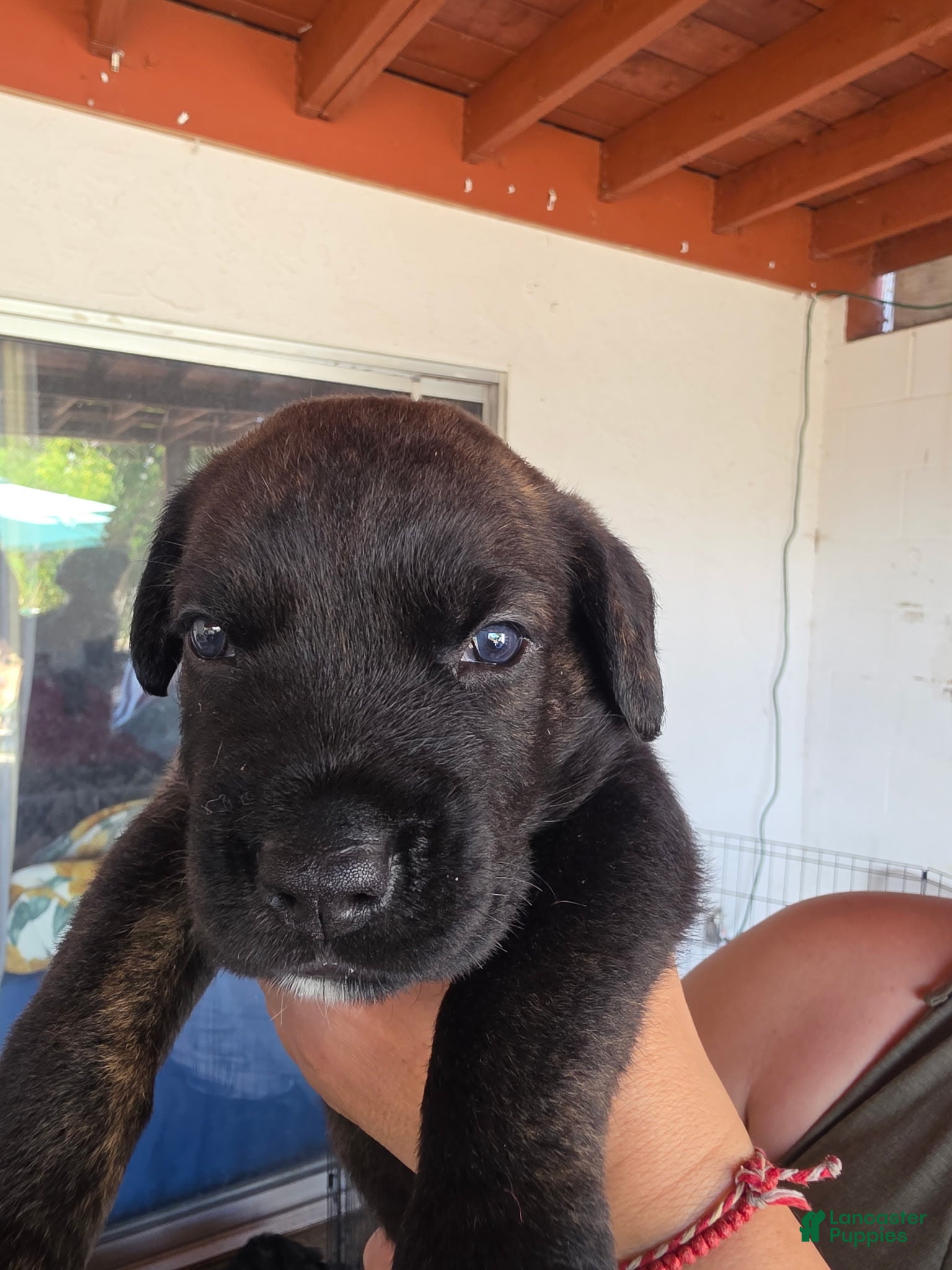 Mixed Breed dogs Luna - Ad 2