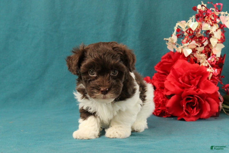 Mixed Breed dogs Preston - Ad 18