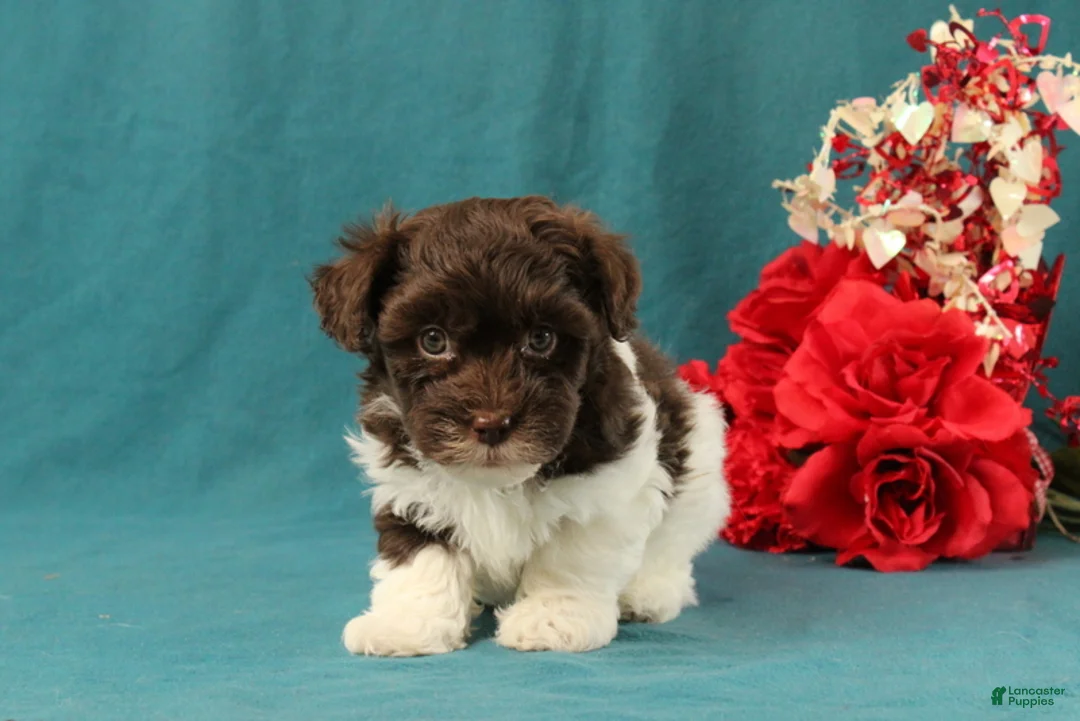 Mixed Breed dogs for sale: Preston - Ad 1