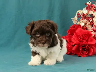 Mixed Breed dogs Preston - Ad 18