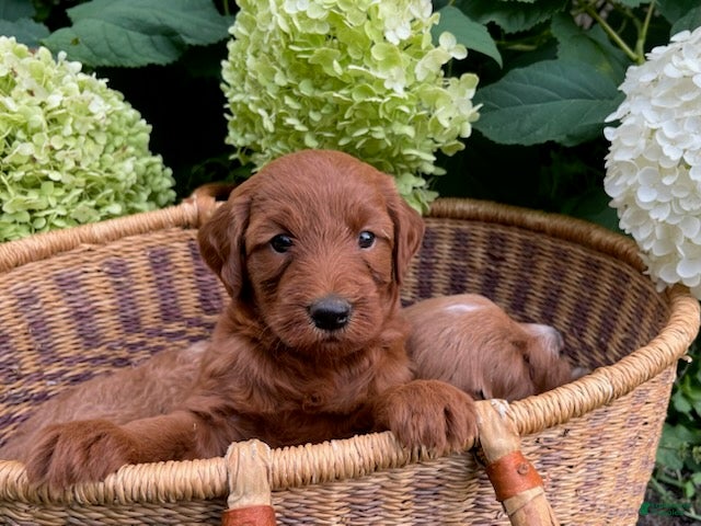 Mini Goldendoodle dogs Cinnamon - Ad 1