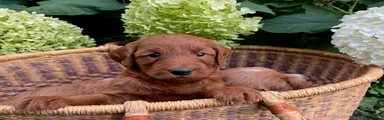 Cinnamon