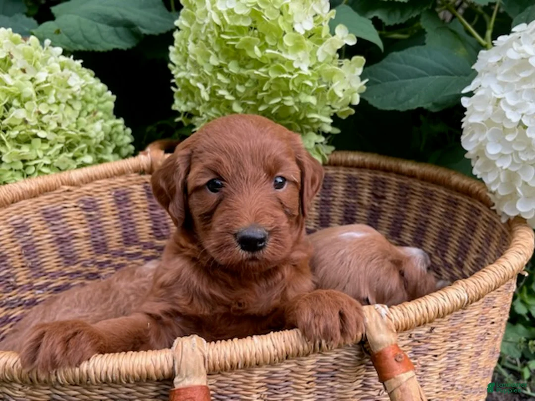 Mini Goldendoodle dogs for sale: Cinnamon - Ad 1
