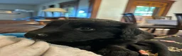 Mixed Breed dogs for sale: Charlie - Ad 2