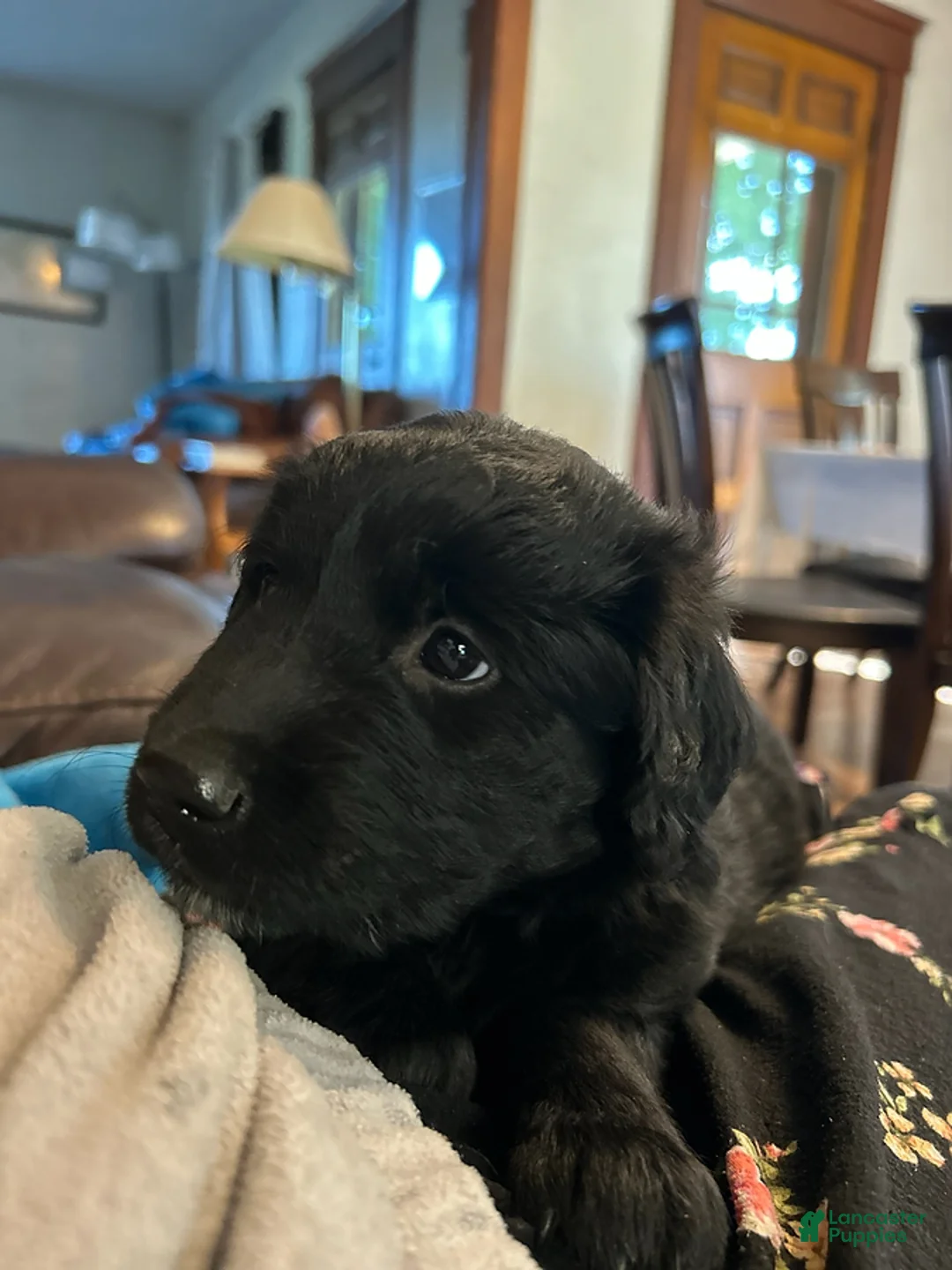 Mixed Breed dogs for sale: Charlie - Ad 2
