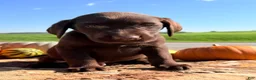 Labrador Retriever dogs for sale: Hendricks  - Ad 5