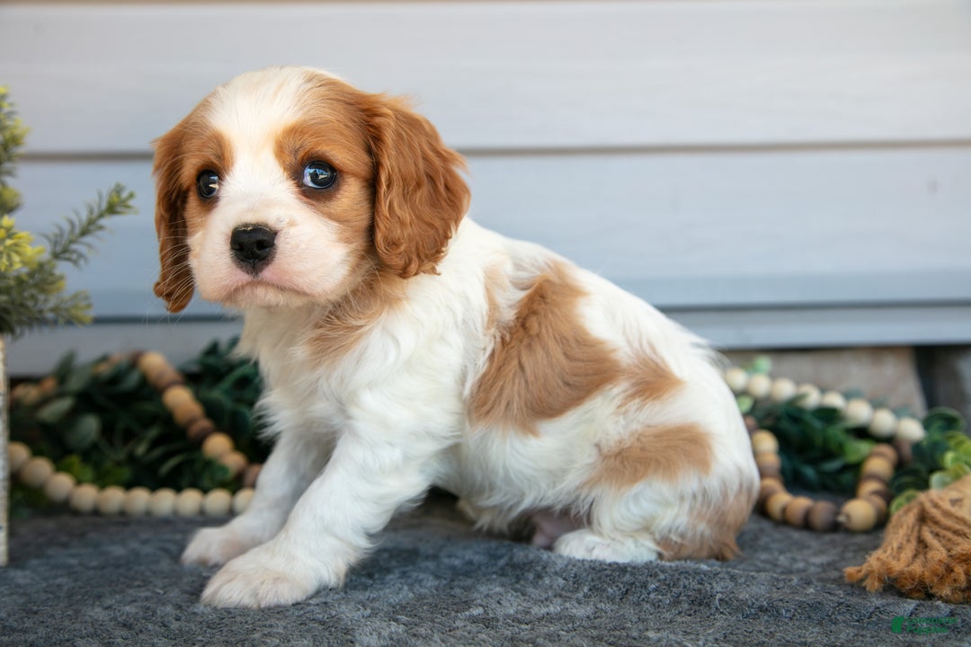 Cavalier King Charles Spaniel dogs for sale: Reed - Ad 3